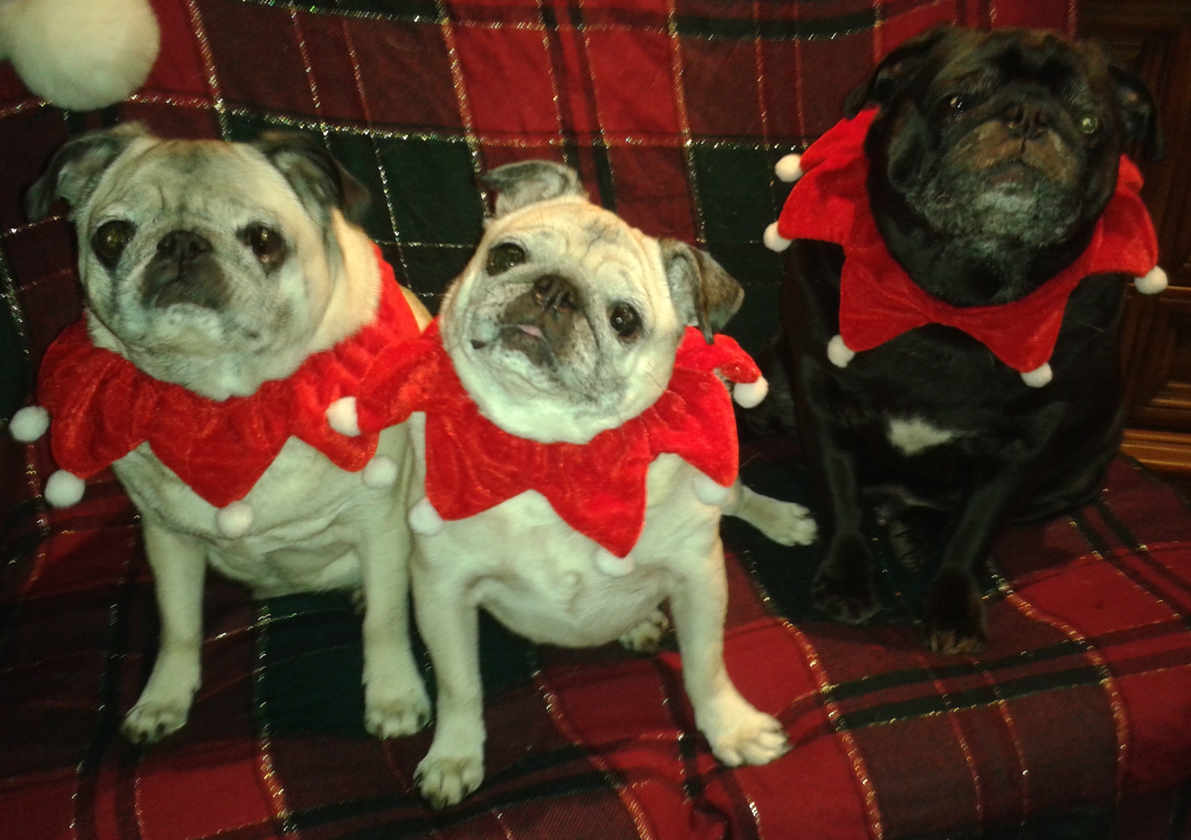 Xmas_Pugs